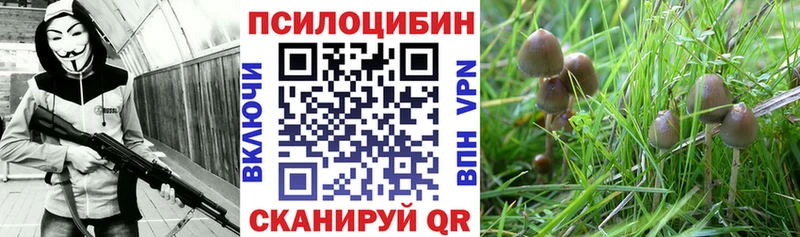 Псилоцибиновые грибы Psilocybine cubensis  Сокол 